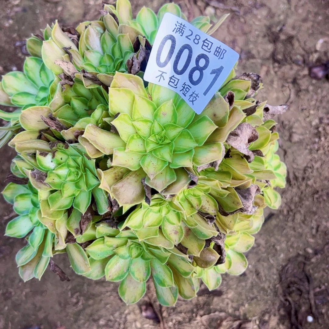 韶华多肉植物法师0081