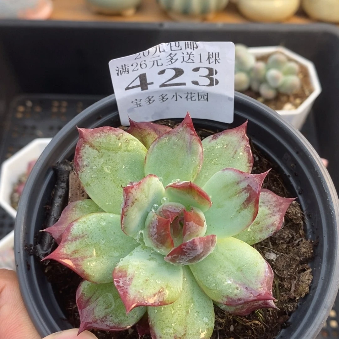 外翻叶拉丝惊鸿仙子一物一拍