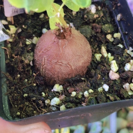 无花朵0419，3.2厘米龟甲龙