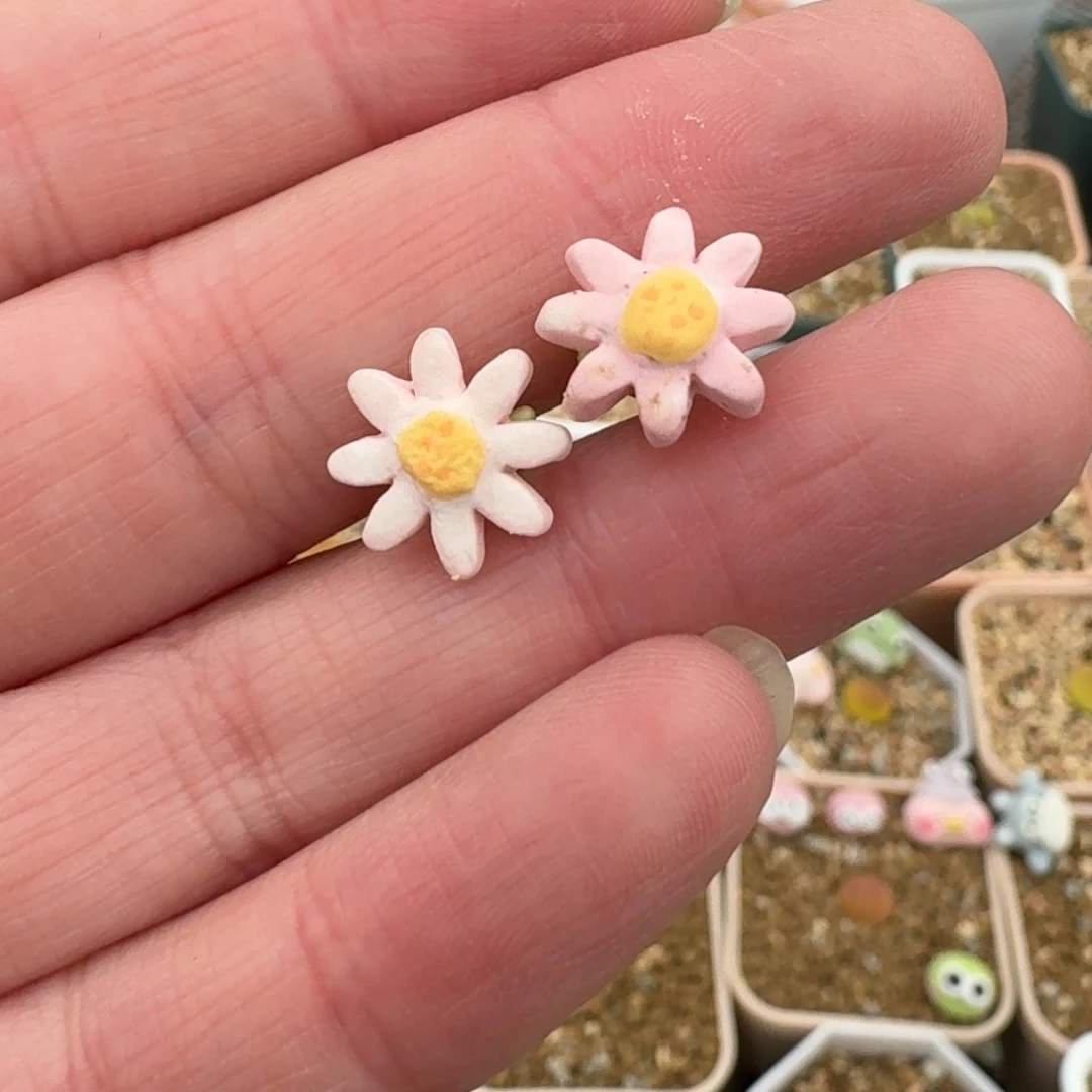 花朵摆件2个走你哟