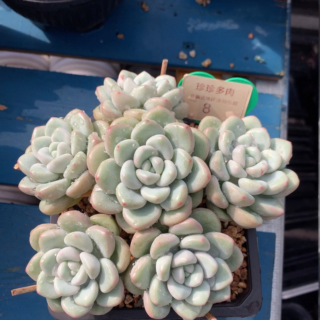 泡泡糖老桩捧花08