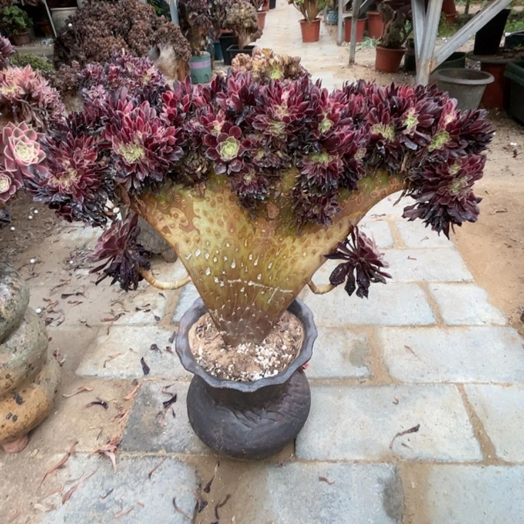 【闪购商品】全部花朵下*美杜莎