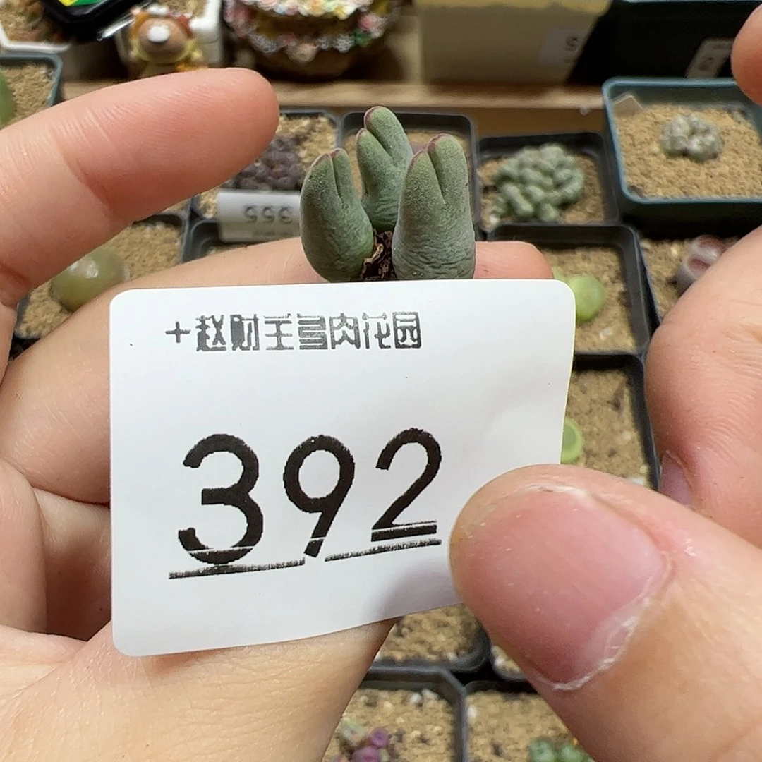 【闪购商品】392 福利