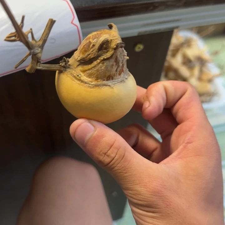 哎****麻葫芦葫芦葫芦葫芦
