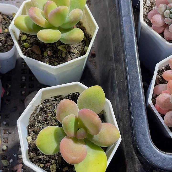 金蟾3.8带盆土发货