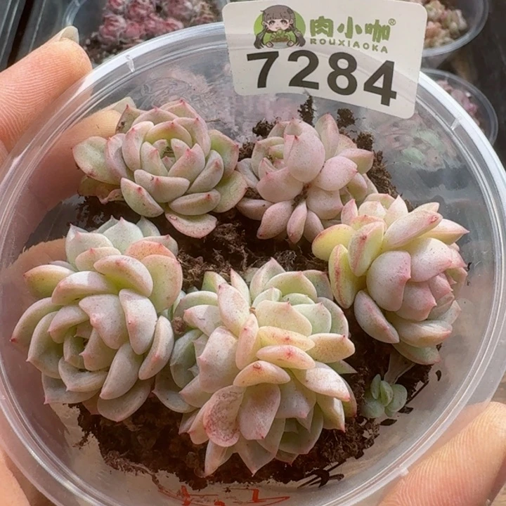 多肉植物多肉植物