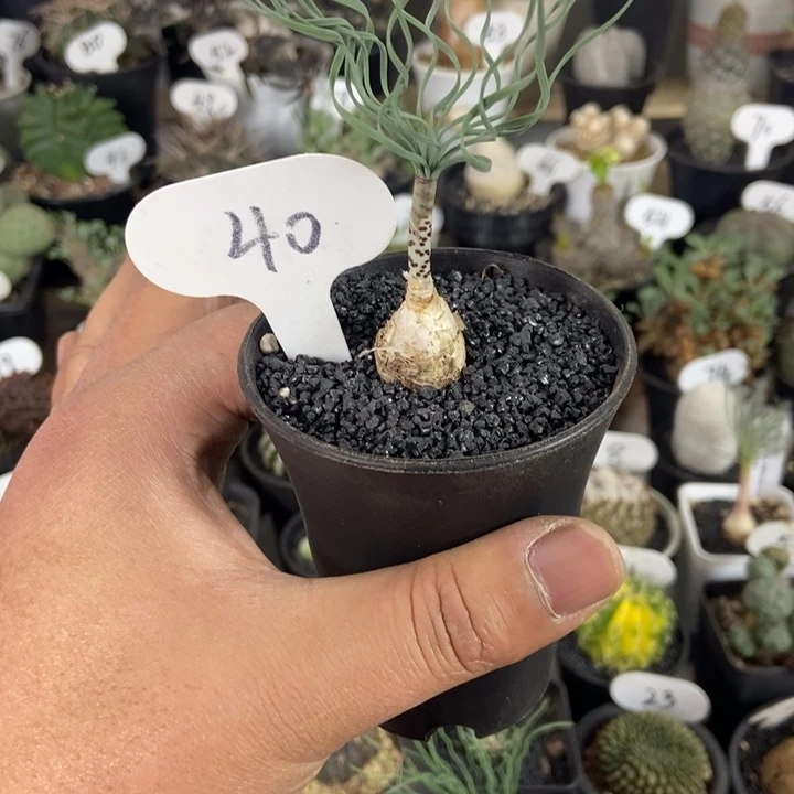 豹纹弹簧草一物一拍