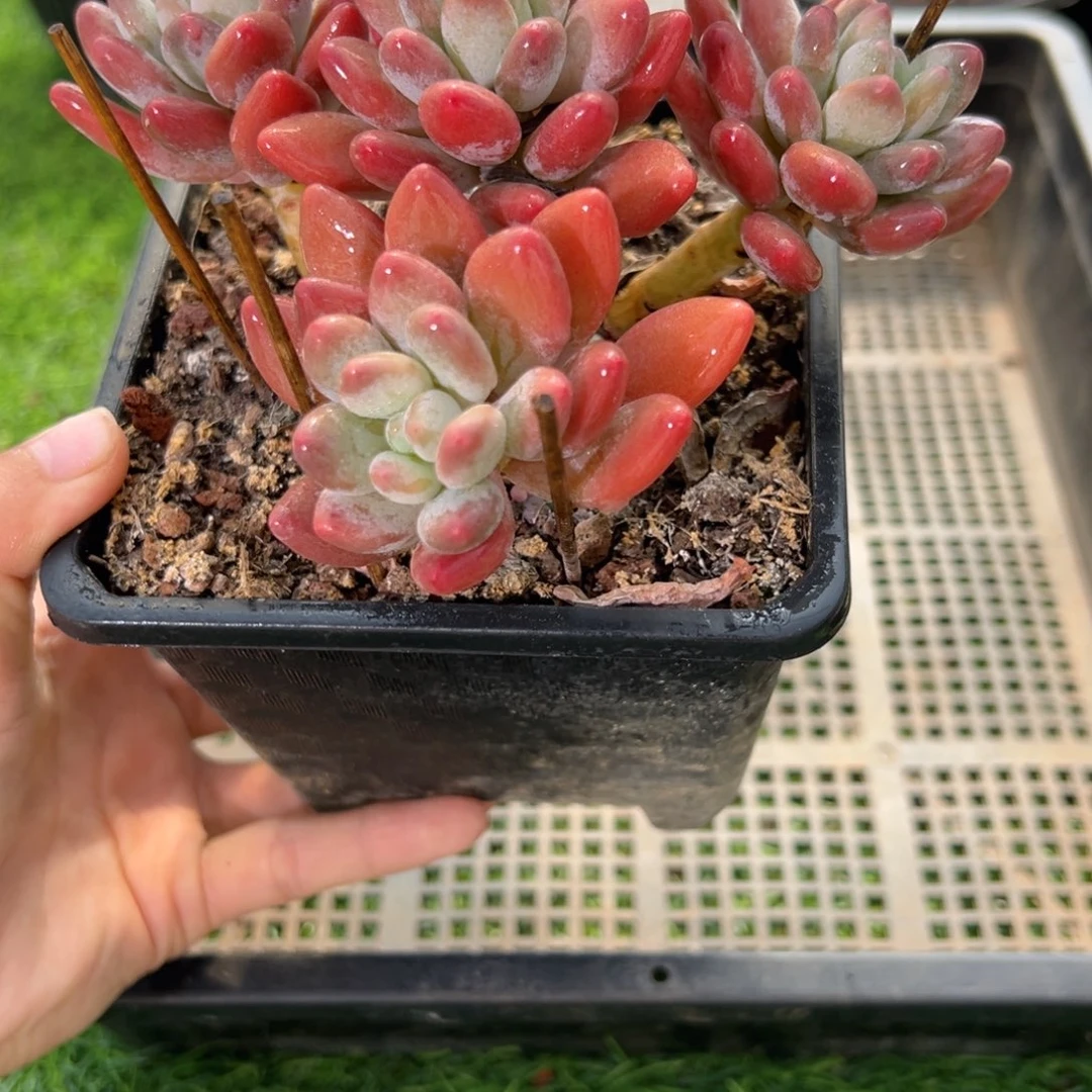 表妹精品多肉1603.