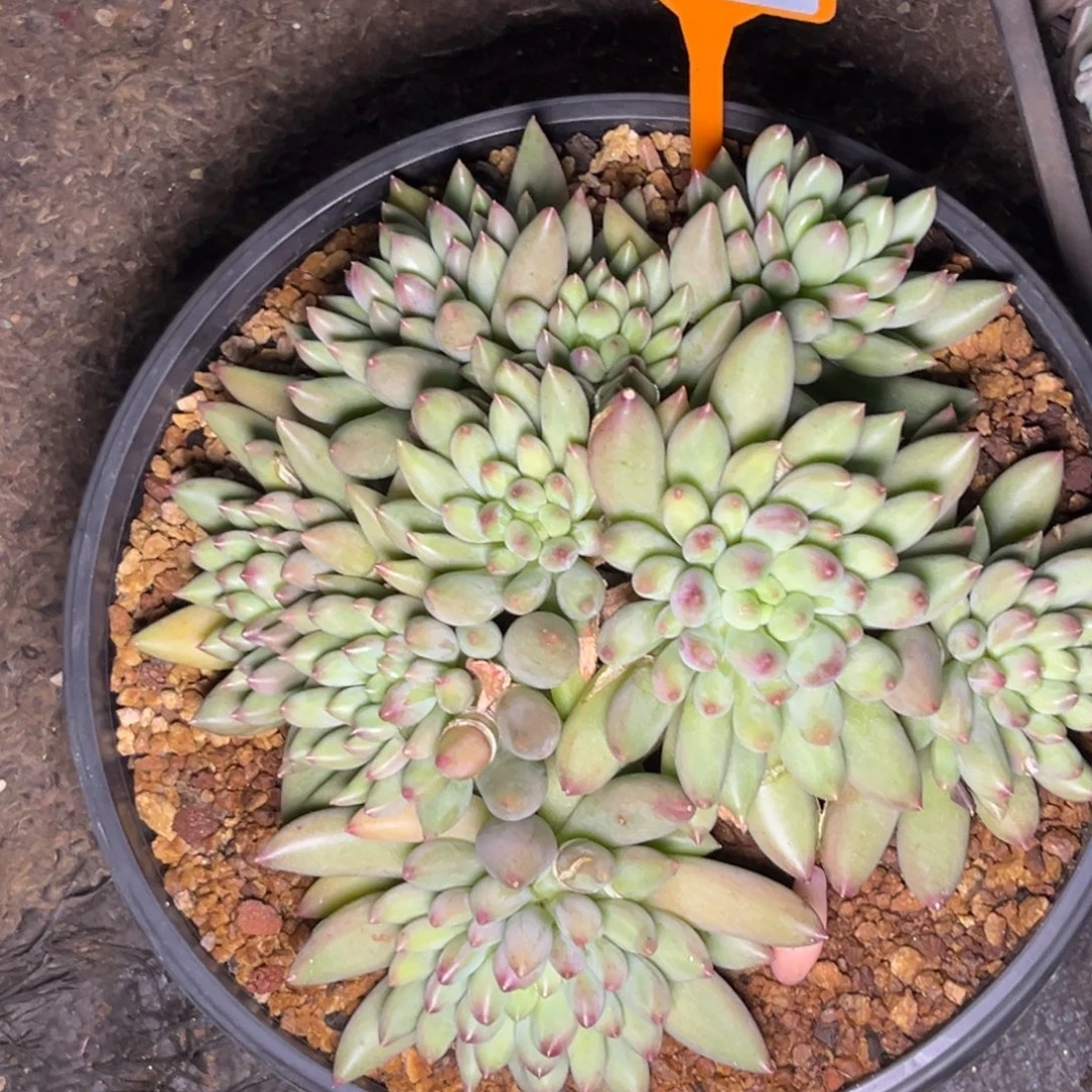 北***妞多肉植物岩字群424