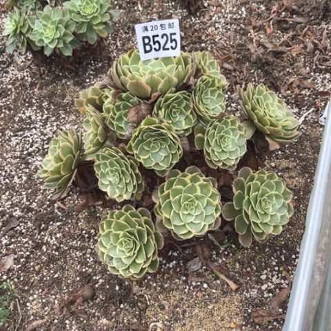 535粉花妖不包断枝