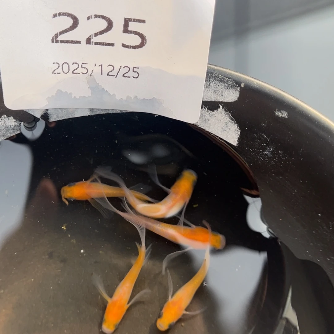 青鳉鱼225红白真长鳍五尾