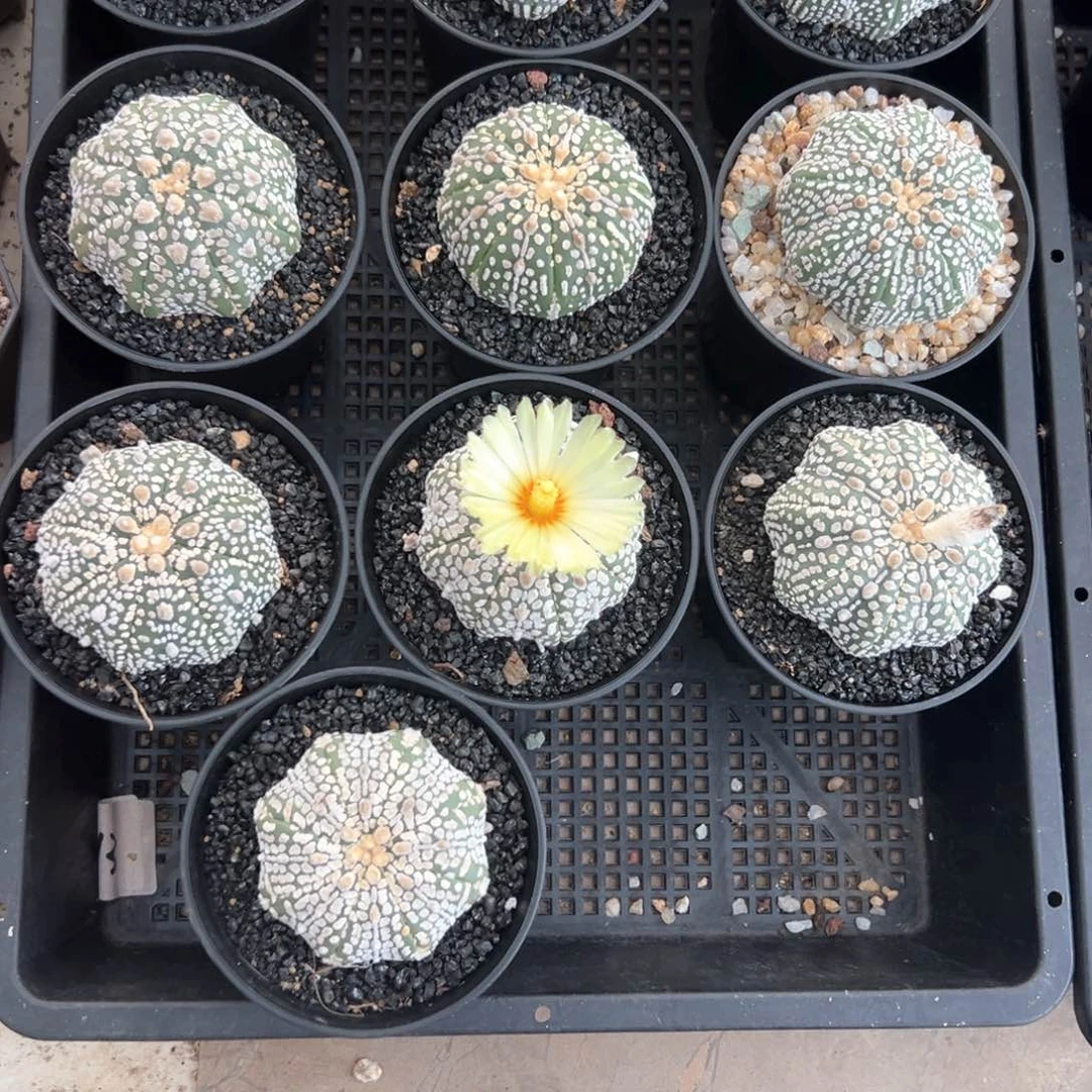 福利泰兜仙人球多肉植物