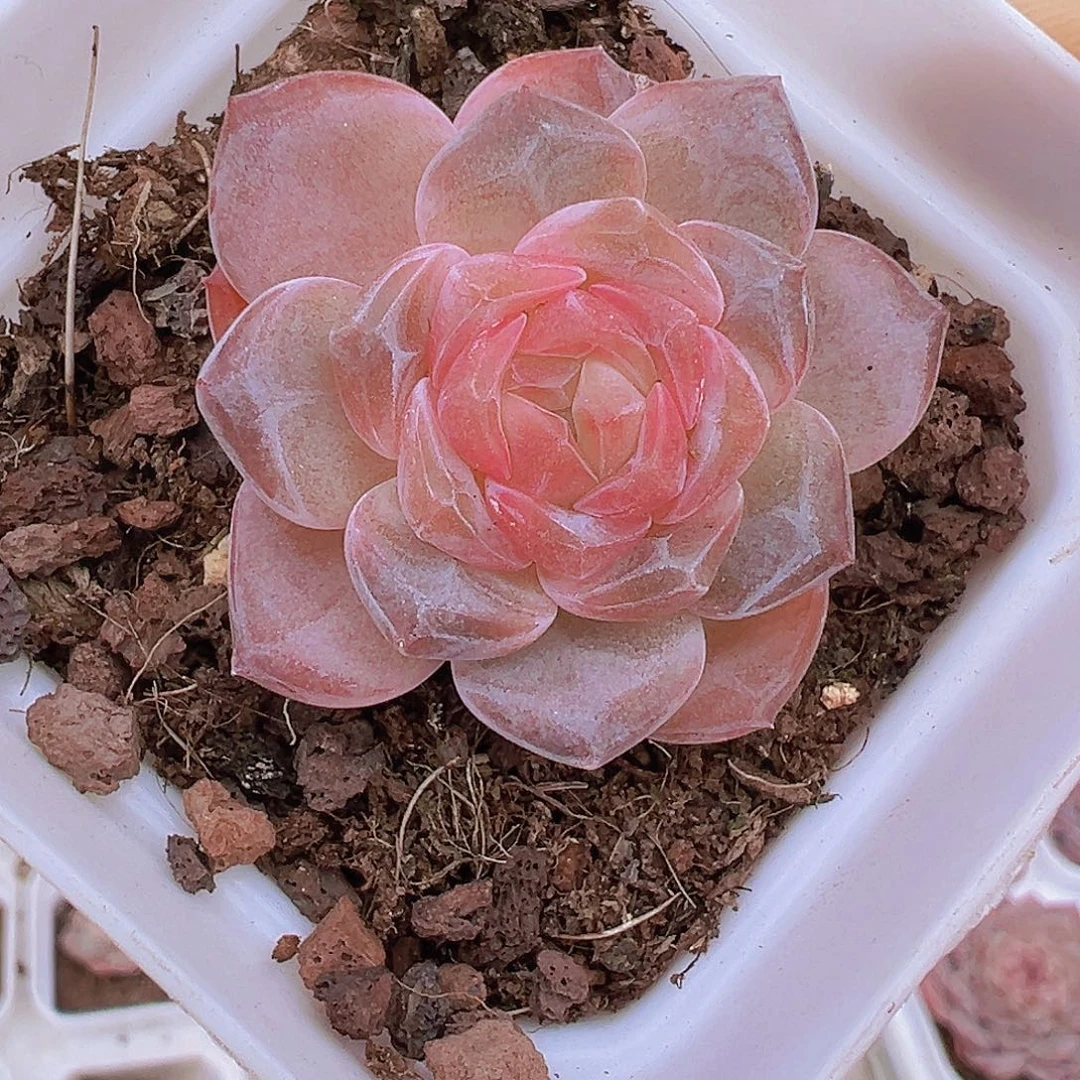 精品小冰魄19包邮