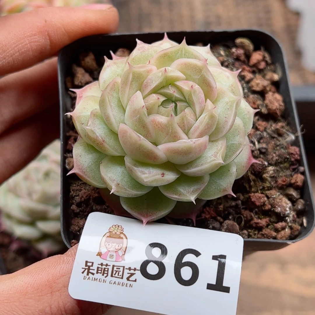 H****s多肉植物多肉植物