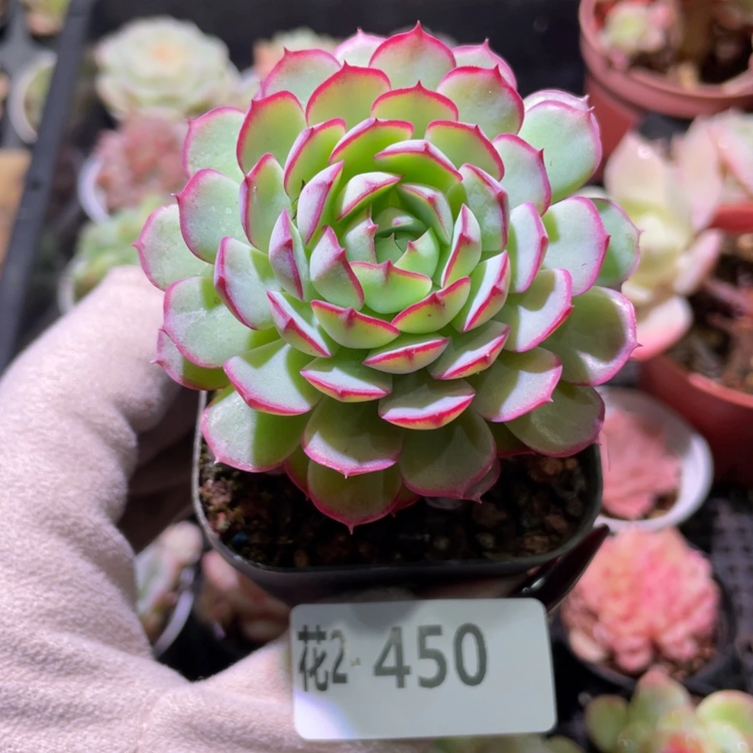 花利美2-450桃花雨