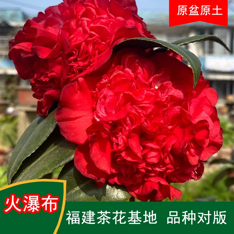 火瀑布茶花盆栽树苗带花苞耐寒四季常青冬季开花基地直销包邮