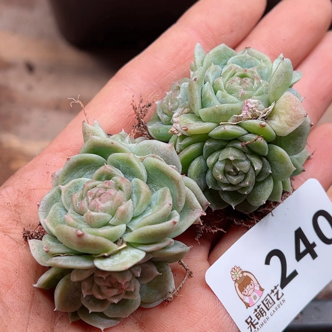 多肉植物多肉植物