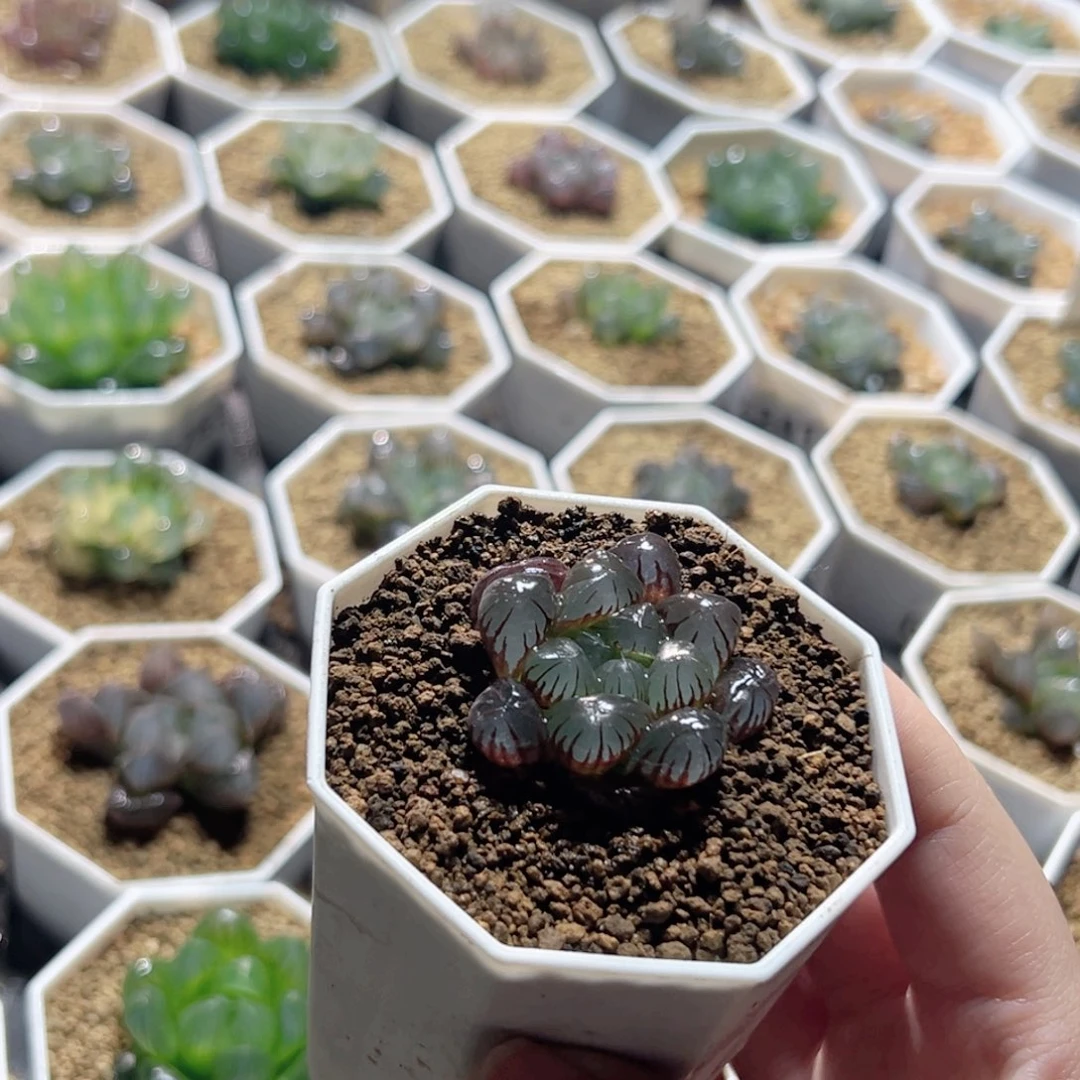 圆头紫皮实生玉露