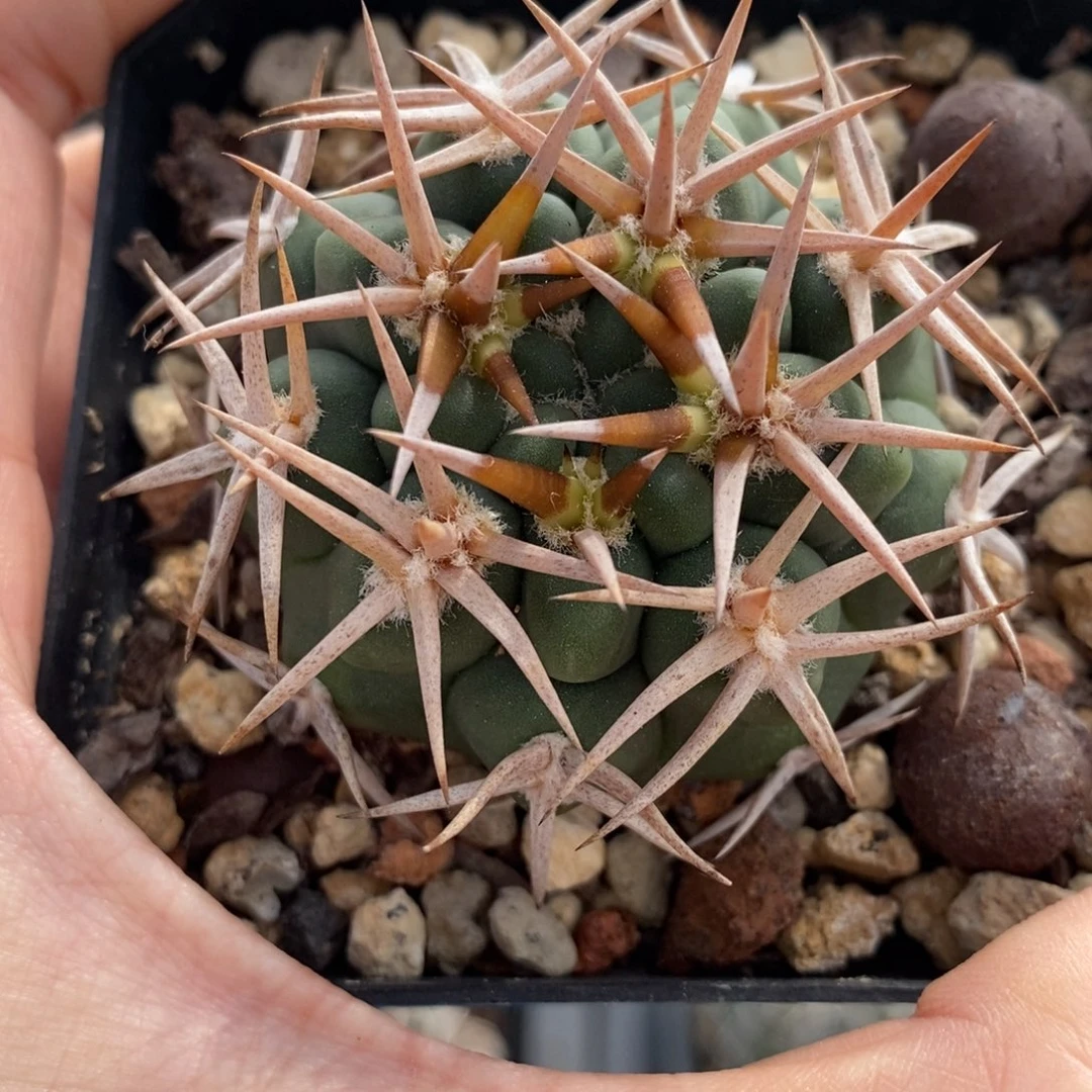 925地表系碧岩玉植播园艺