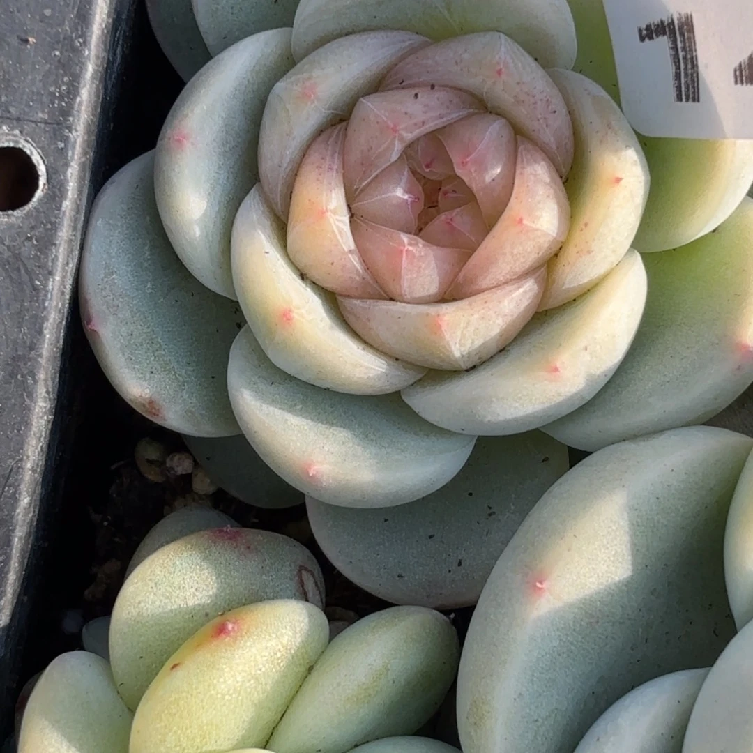 148价码是什么啊哈哈我也是