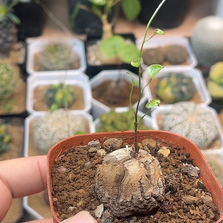 无花朵南非龟甲龙实生球2.9cm
