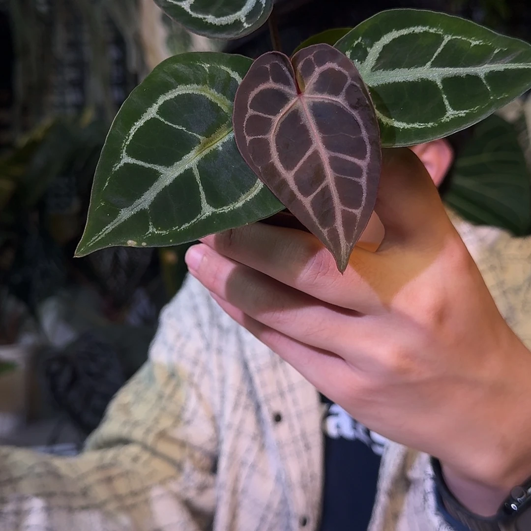 不开花植物G912红虎杂铜锣烧