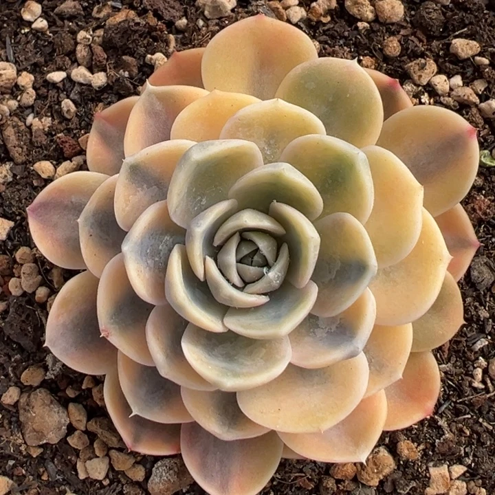 汉堡锦一物一拍锦龙