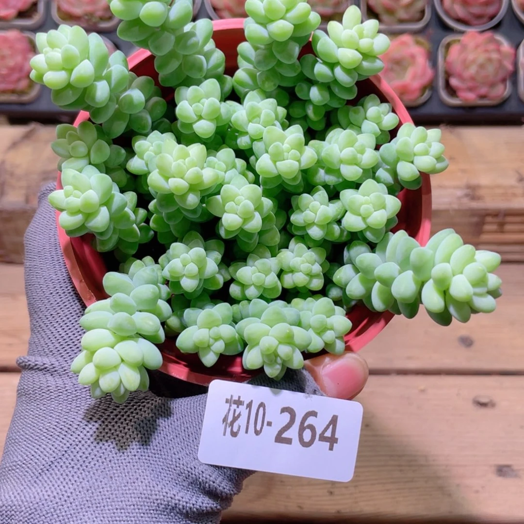 花利美 10-264玉坠含盆土