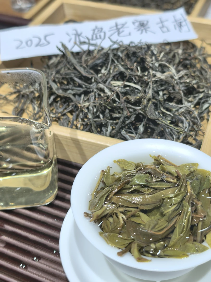 【新品首发】2025年秋·冰岛老寨古树普洱茶·100g/罐，带同款