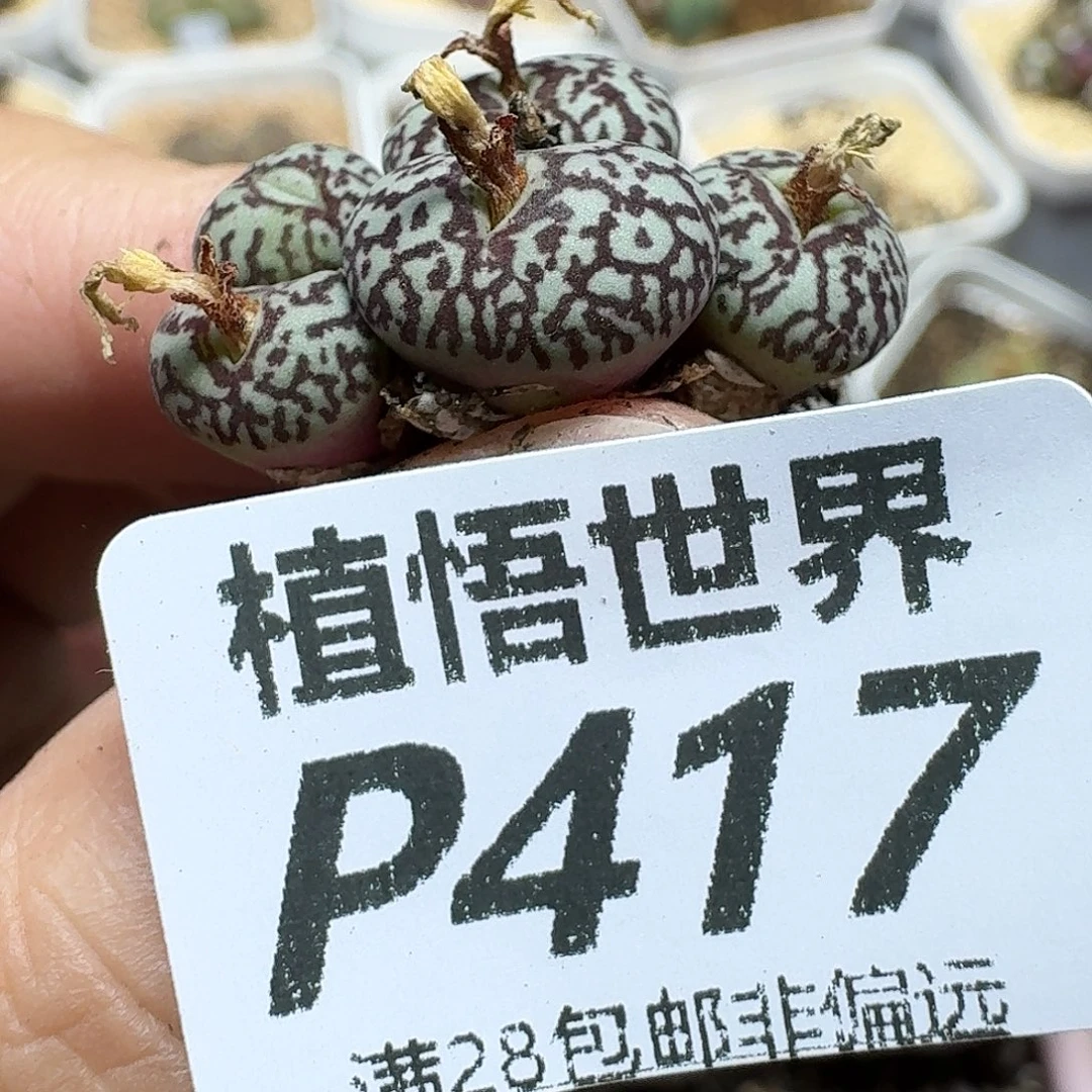 多肉W的泰山发发小gbn