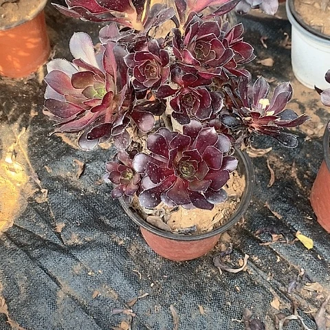 162黑圆叶多肉砍主头款