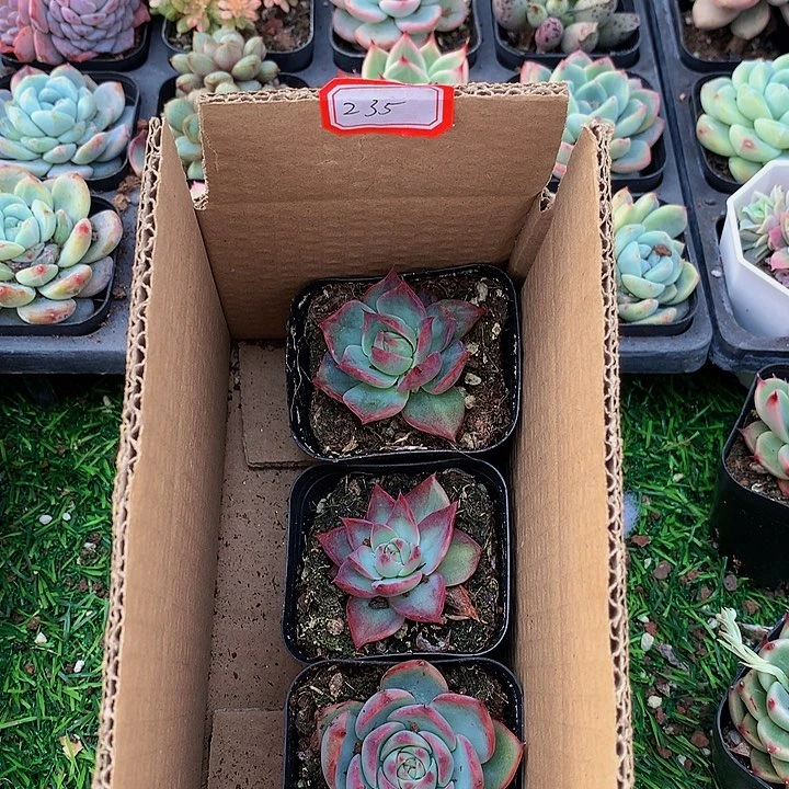 A235惊鸿仙子多肉