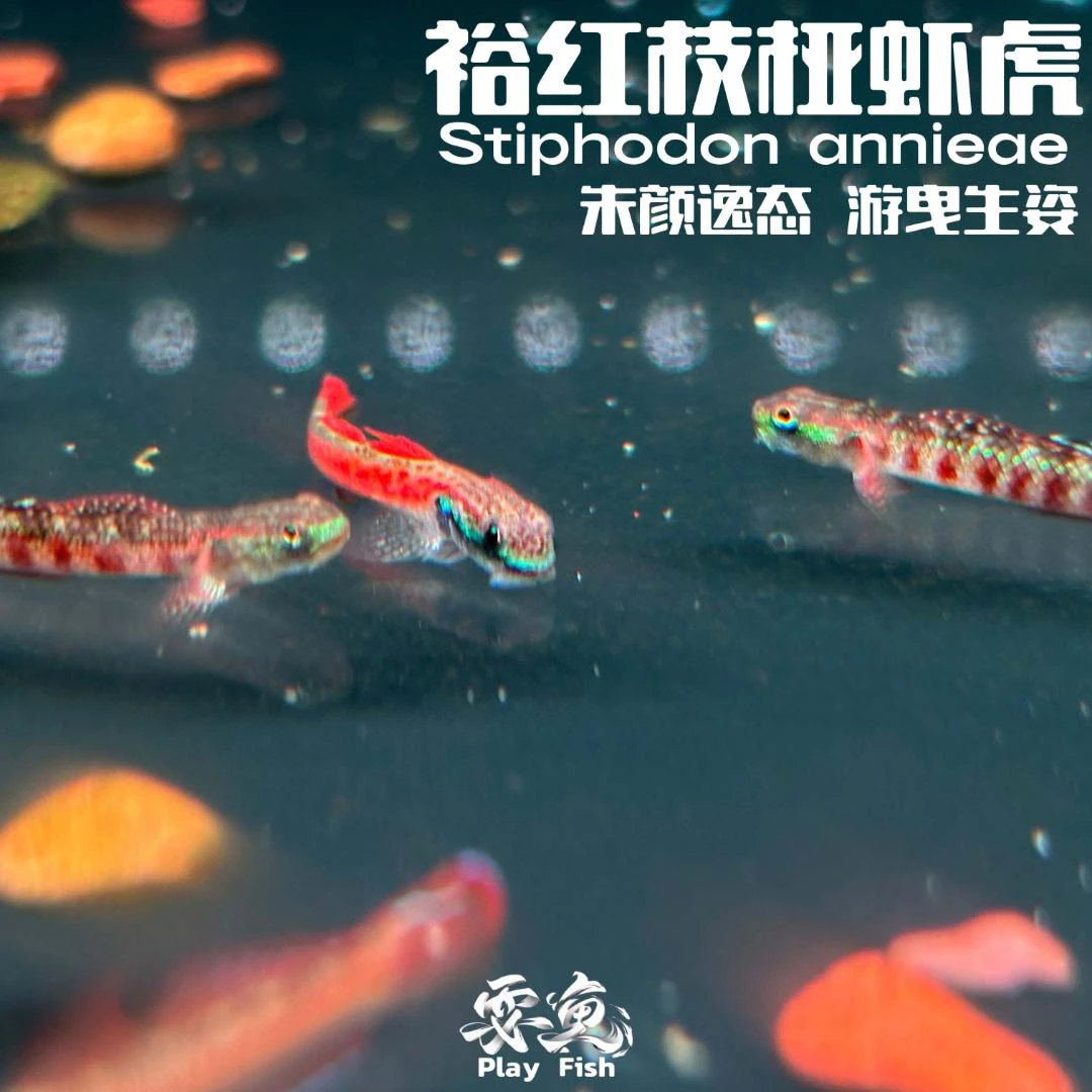 野生印尼进口裕红枝桠虾虎鱼活体