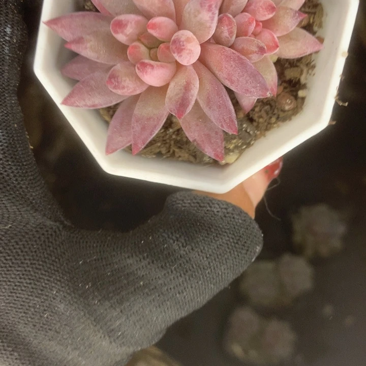 虞美人双。（满9.99包邮不满9.99发叶子）