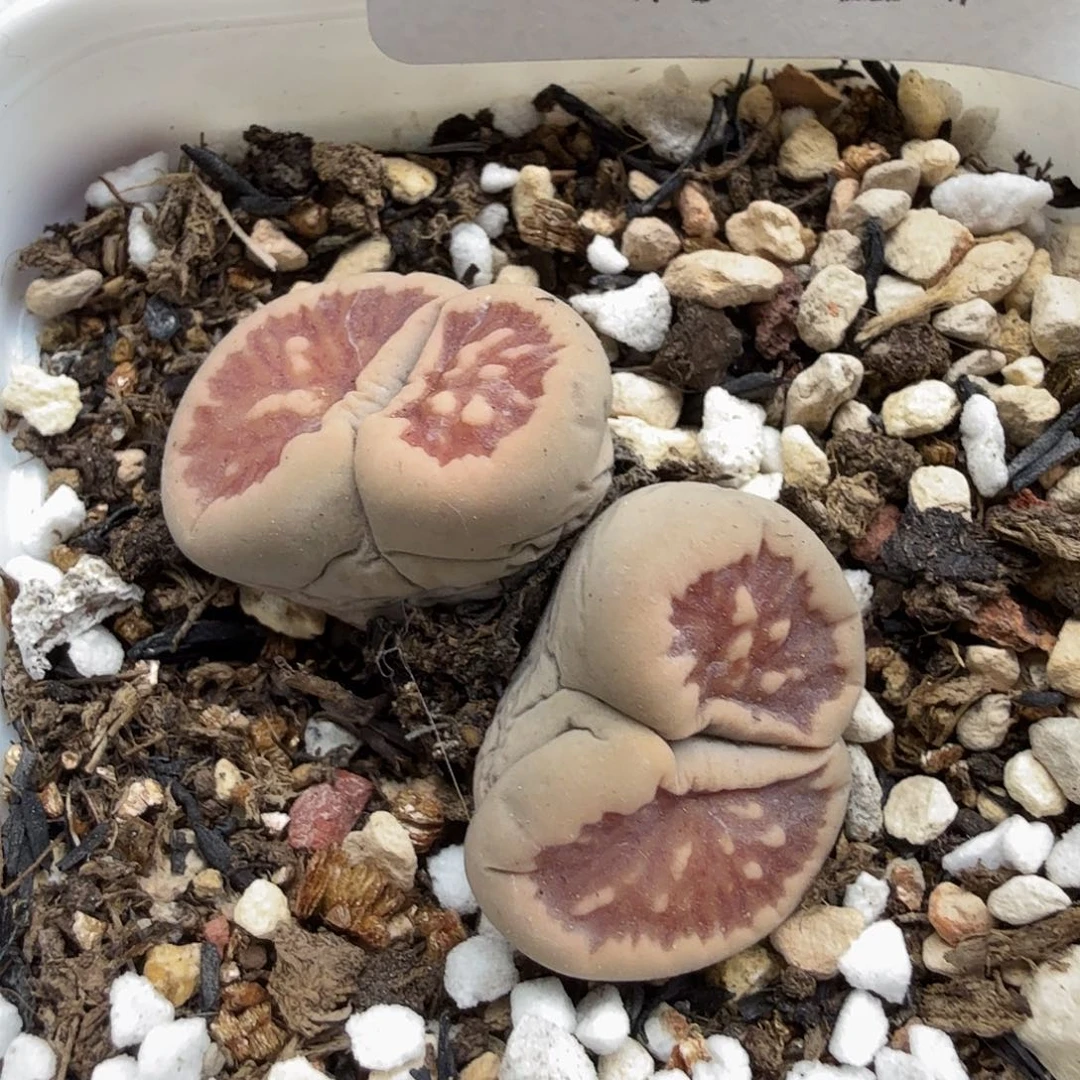 就可以去你哪里上班252