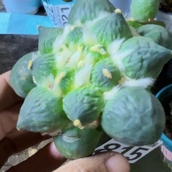 用***9福利苗接大蛋尤815