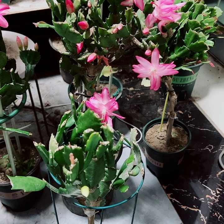 风**后叶仙嫁接进口蟹爪兰