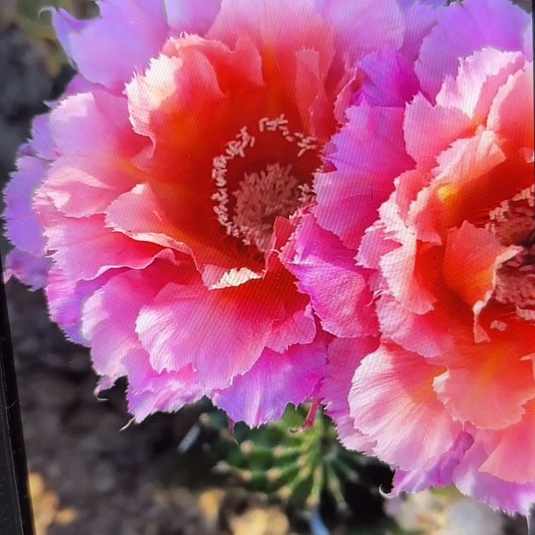 魅羽彩瑕疵歪侧牙20包邮仙人球15