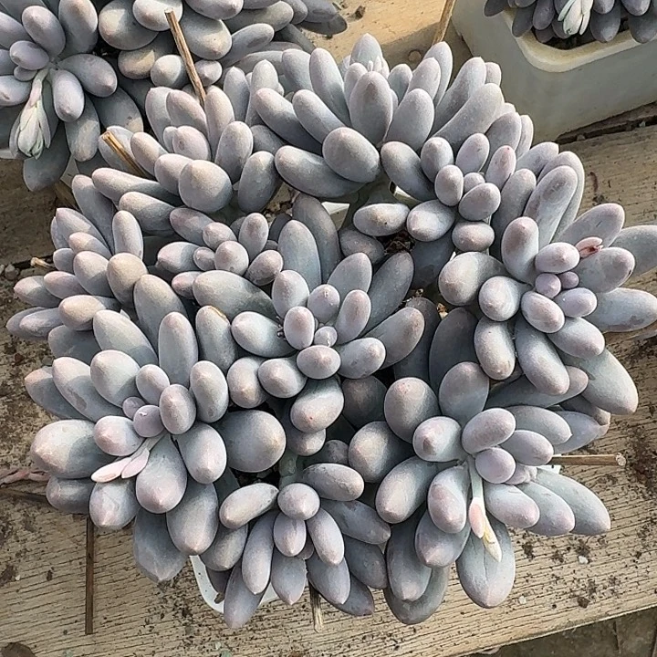 深***吸汤圆多肉植物的生长