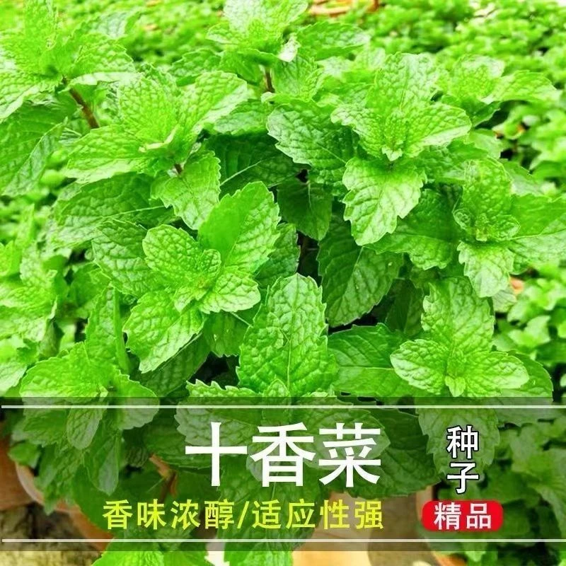 十香菜种子种籽石香菜薄荷盆栽食用四川鱼香菜草四季春蔬菜种籽苗