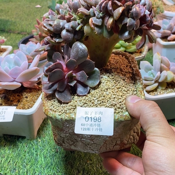 我***谁0198啊啊啊啊啊啊啊啊啊啊啊