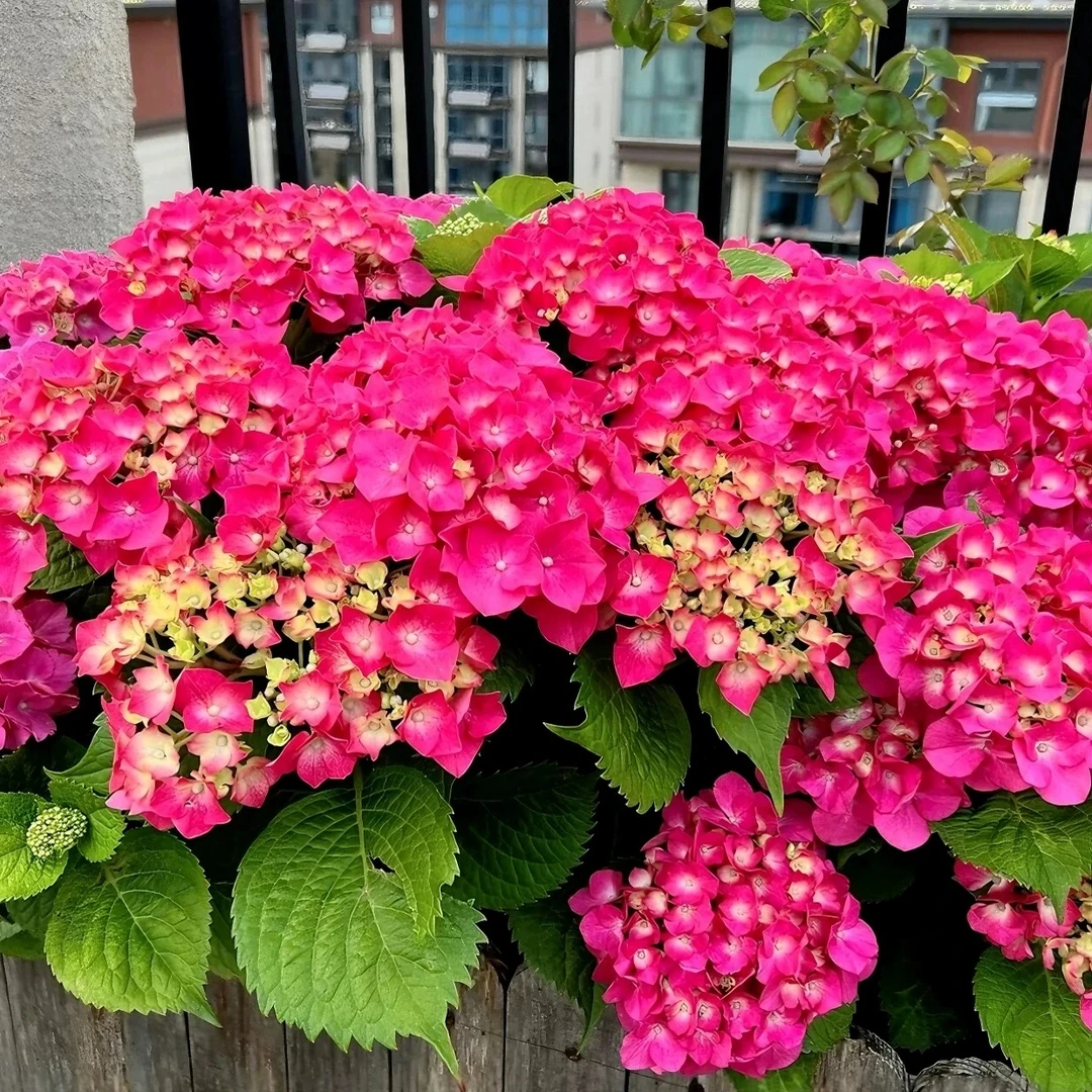 玫红妈妈绣球盆栽大苗基地直发庭院阳台花卉植物四季开花耐寒好养