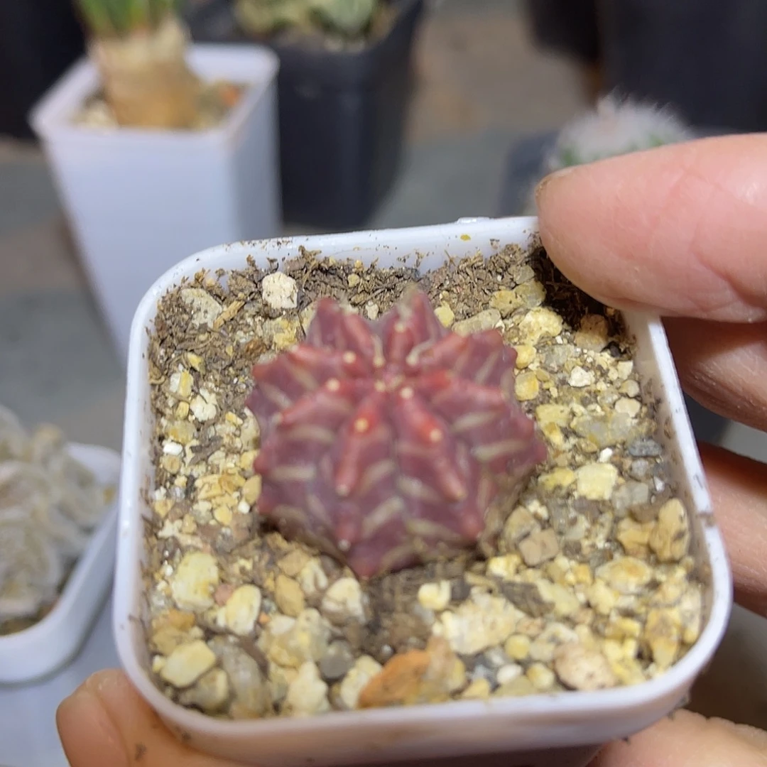 实生紫皮法利达一物一拍