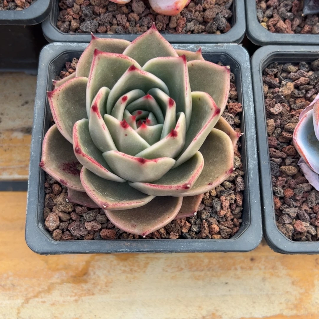 多肉单头猩猩【非偏远地区满18包邮】