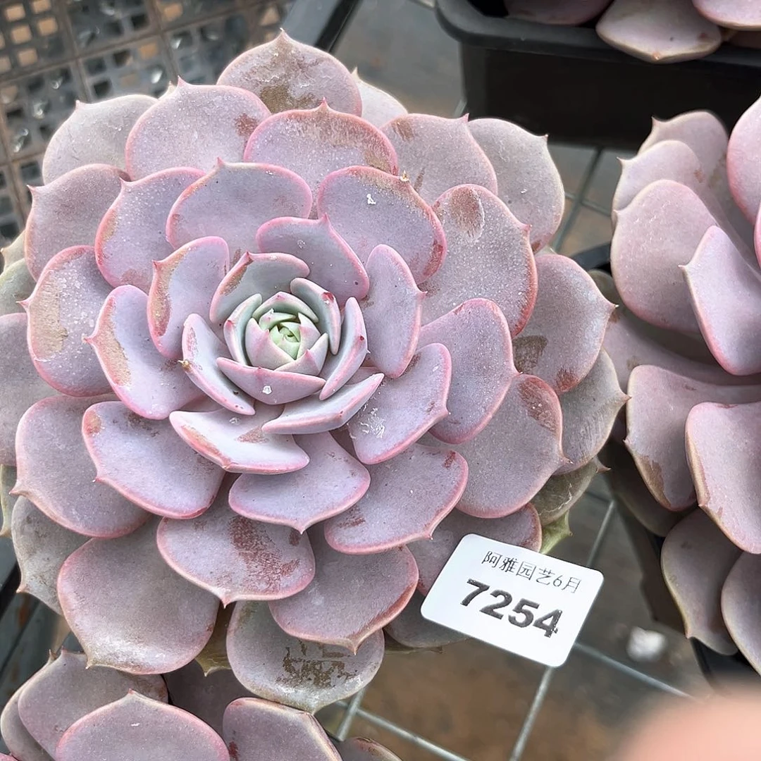 阿雅园艺。       7254粉蝶