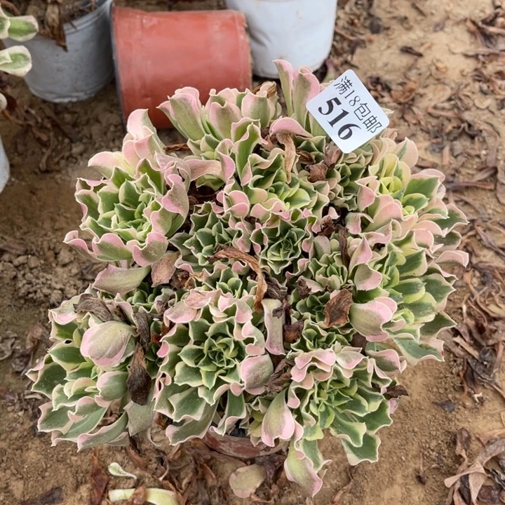 516雨刮器绣球1号棚