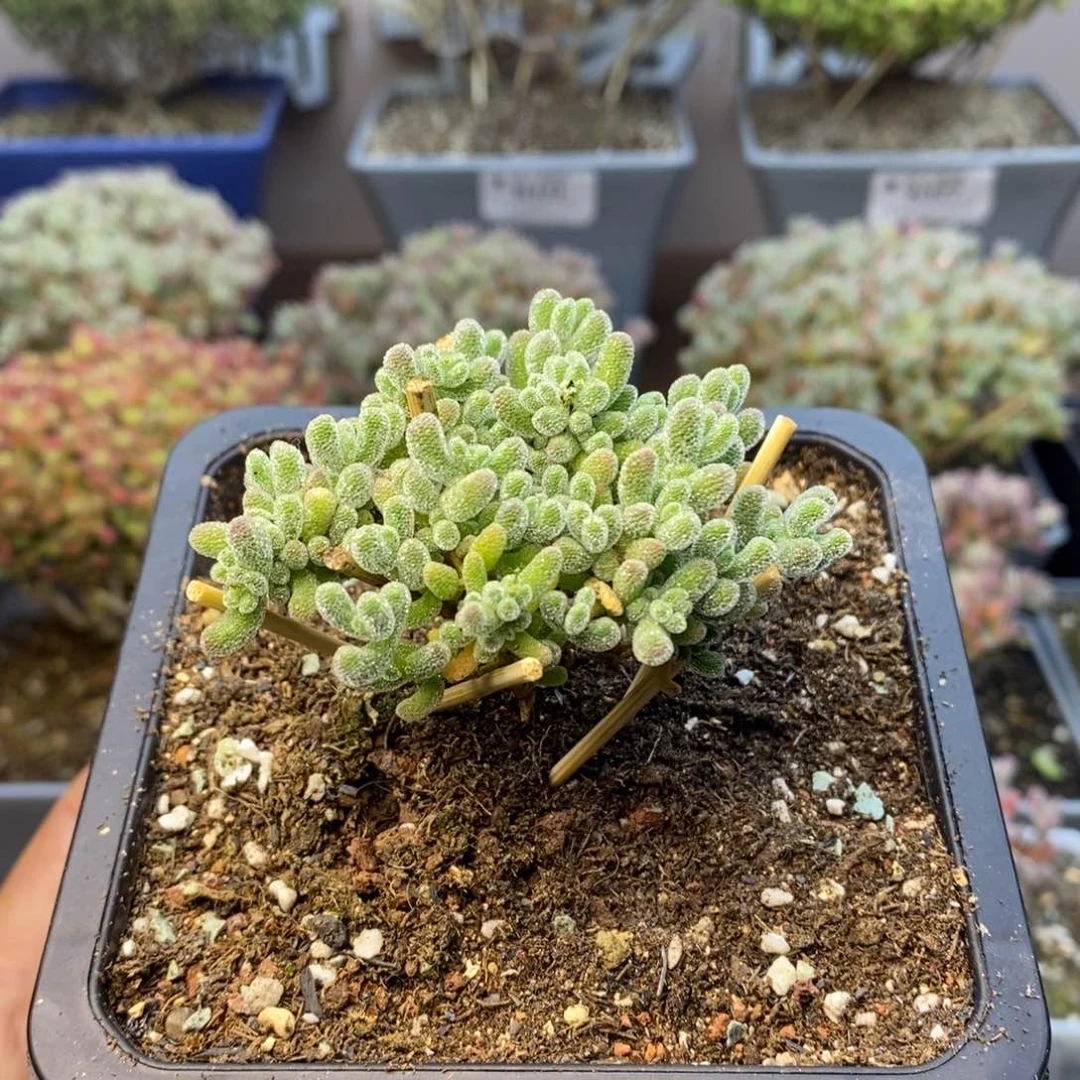 354优选冰晶枝干