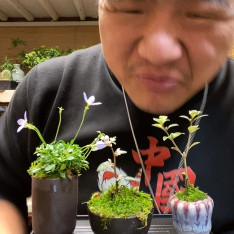 红陶青**谷一物一拍所见即所得173