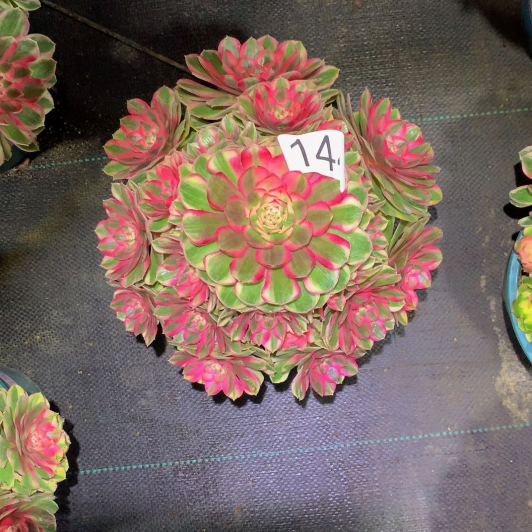 痴***亮法师多肉植物144半糖