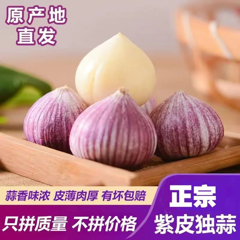 【2025新蒜】云南新鲜现挖紫皮独头蒜特级紫皮独头蒜农家新鲜蒜头